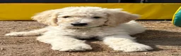 Goldendoodle dogs for sale: 🐾 Goldendoodle Puppies ready for forever homes 🐾 - Advert 3