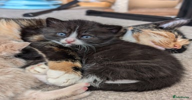 Mixed Breed cats - Advert 10