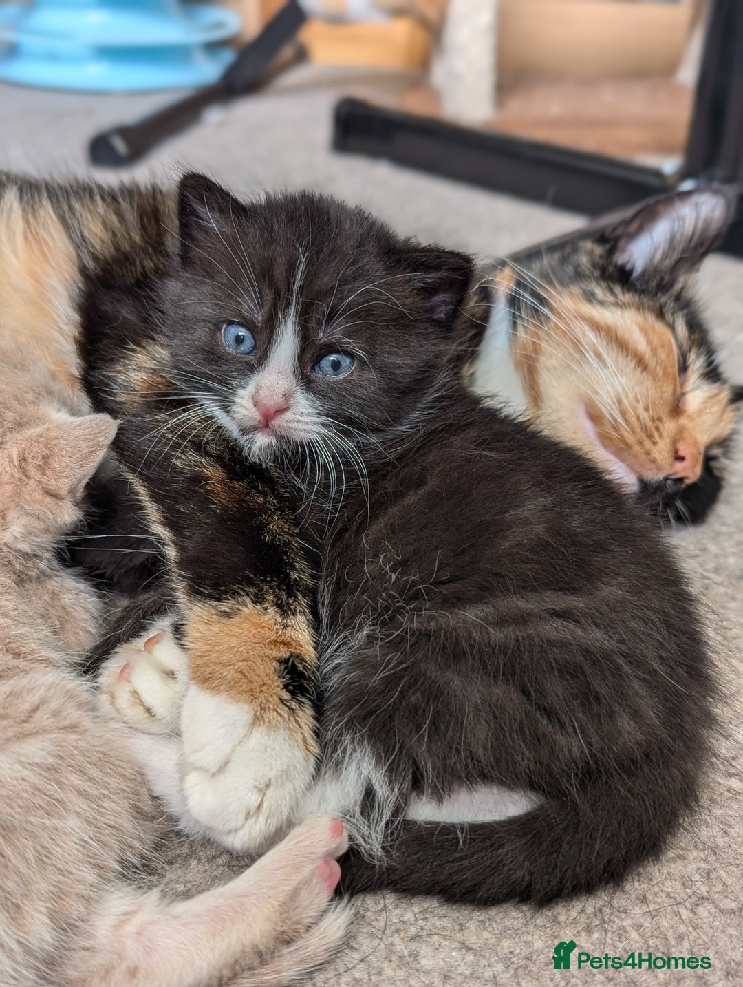 Mixed Breed cats for sale: Beautiful healthy kittens - ONLY 2 AVAILABLE 😍😍 - Image 14