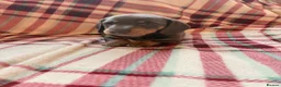 Dachshund dogs for sale: Quality Dachunds - Advert 38