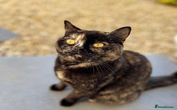British Shorthair cats for sale: Beautiful pedigree bsh kittens  - Image 20