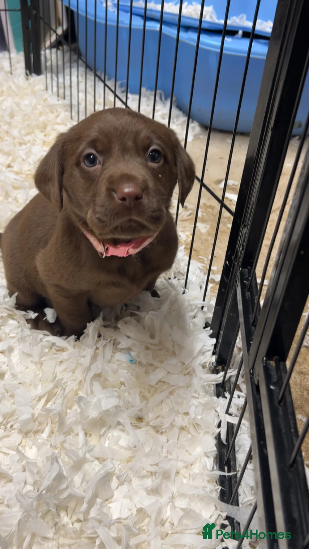 Labrador Retriever dogs for sale: Lovely KC registered Black and Chocolate pups - Advert 9