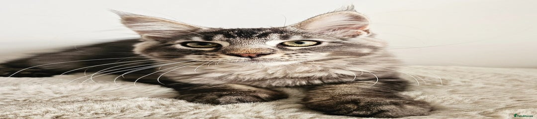 Kovu