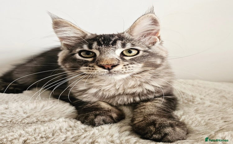 Maine Coon cats - Advert 4