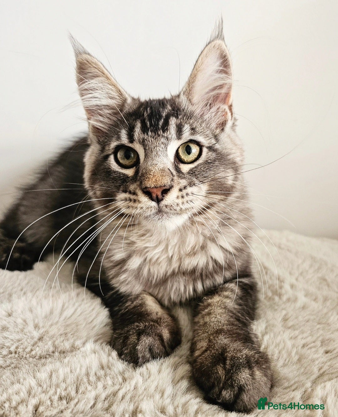 Maine Coon cats for sale: Beautiful Maine Coon Kittens raised with love - Image 3