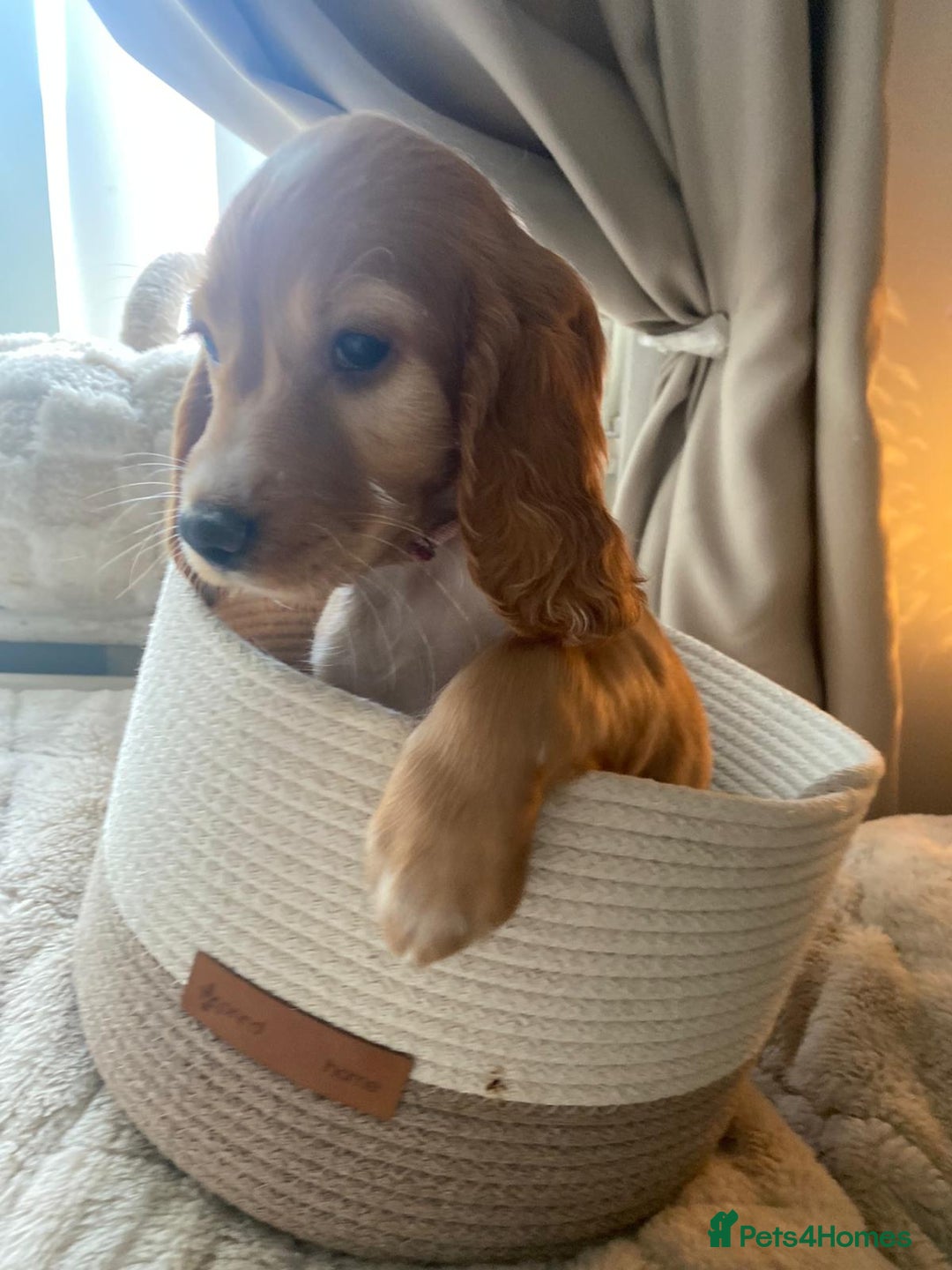 Cocker Spaniel dogs for sale: litter of 6 pedigree cocker spaniel puppies. - Image 24