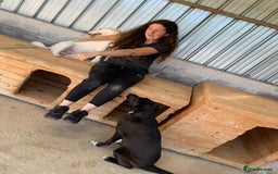 Mixed Breed dogs for adoption: Raven, 1.5 yrs approx. Available for adoption. - Image 7