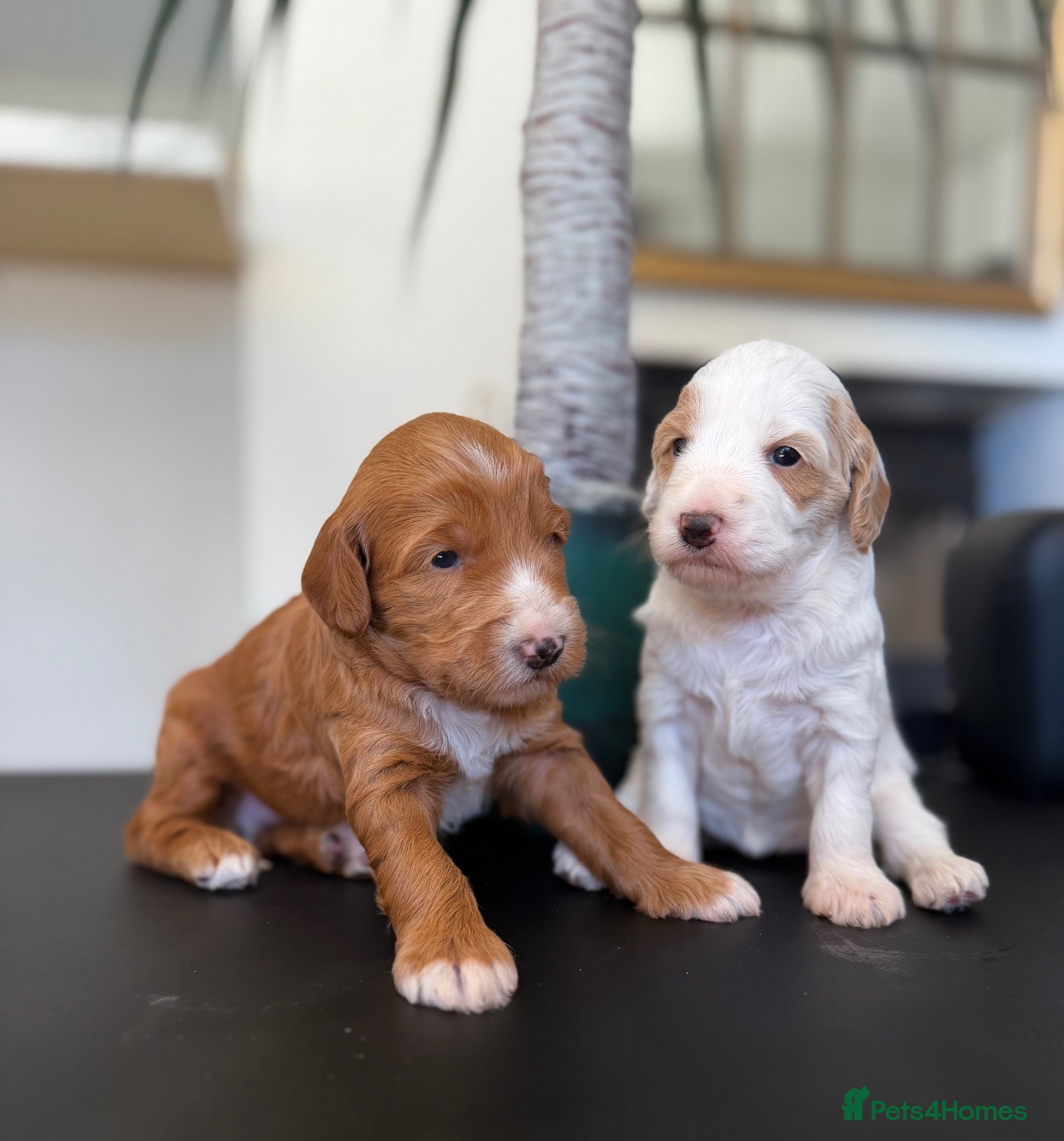 Australian Labradoodle dogs Exceptional Australian Labradoodles - Advert 2