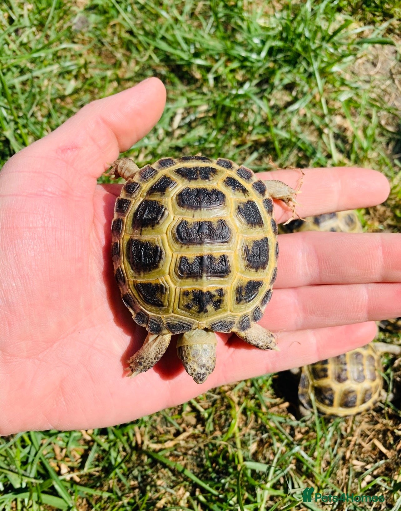 Tortoise reptiles Baby Horsefield tortoises WOW AMAZING!! - Advert 2