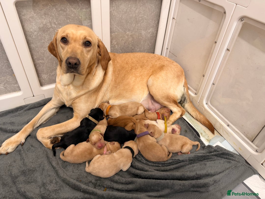 Labrador Retriever dogs for sale: Labrador Puppies for sale - Advert 2