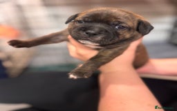 Staffordshire Bull Terrier dogs for sale: KC Staffordshire Bull Terrier - Image 4