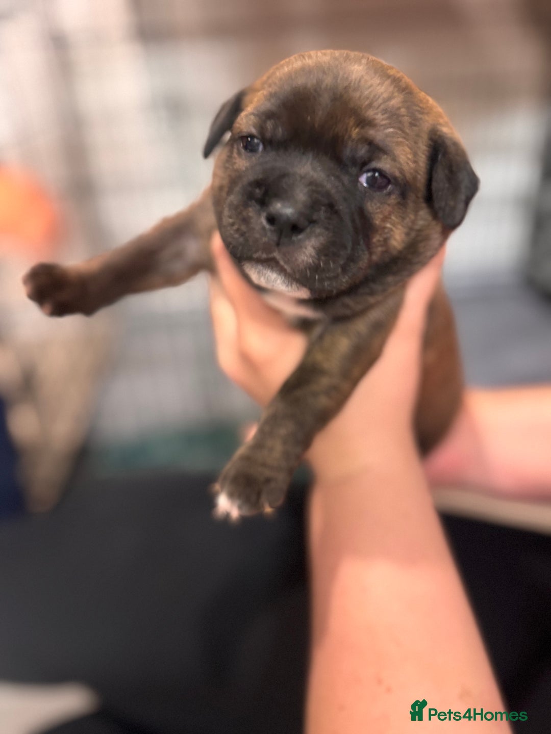 Staffordshire Bull Terrier dogs for sale: KC Staffordshire Bull Terrier - Image 4