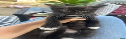 Mixed Breed cats for sale: Kittens  - Advert 3