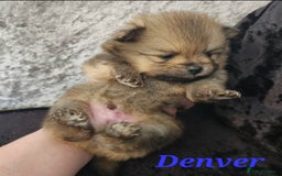 Pomeranian dogs for sale: Beautiful pomeranian pups in Houghton le Spring - Image 8
