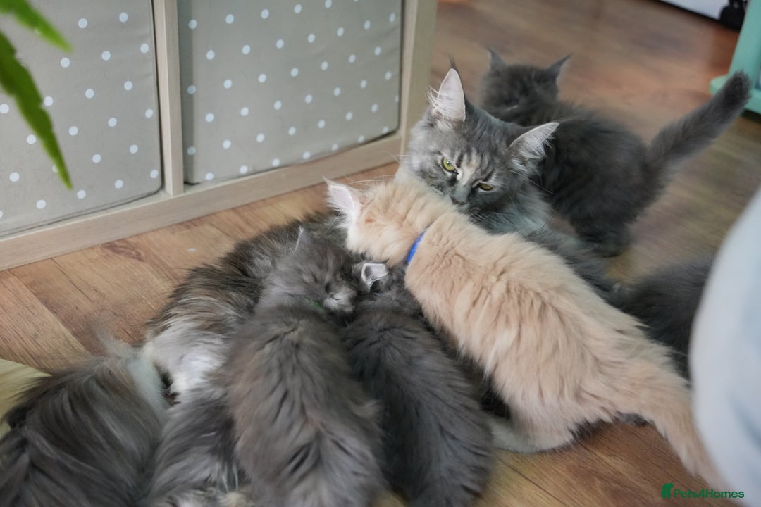 Maine Coon cats for sale: GCCF Registered Pedigree Maine Coon Kittens - Image 16