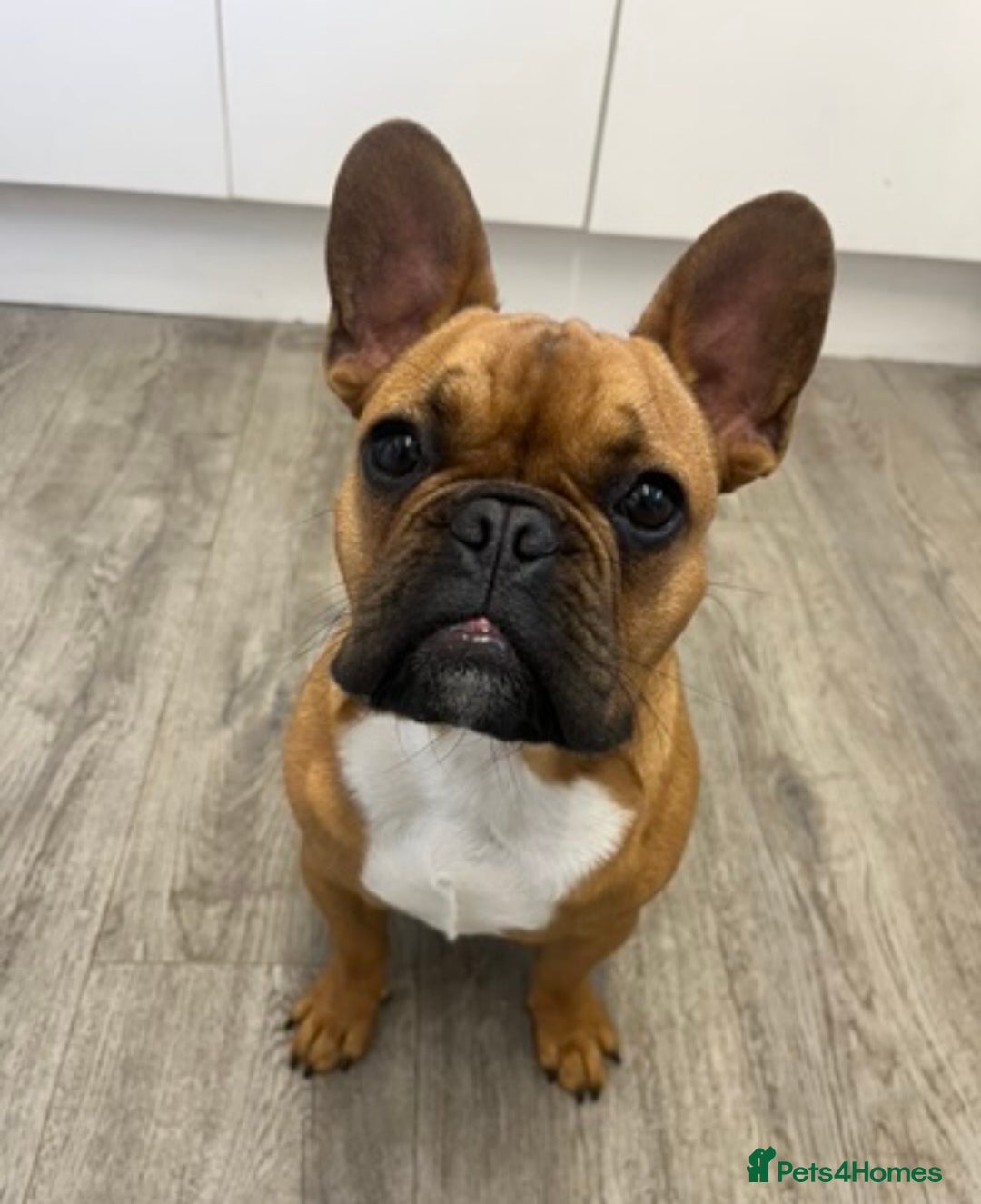 French Bulldog dogs for stud: KC REG FAWN STUD ⭐  - Advert 1