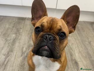 French Bulldog dogs KC REG FAWN STUD ⭐ - Advert 1
