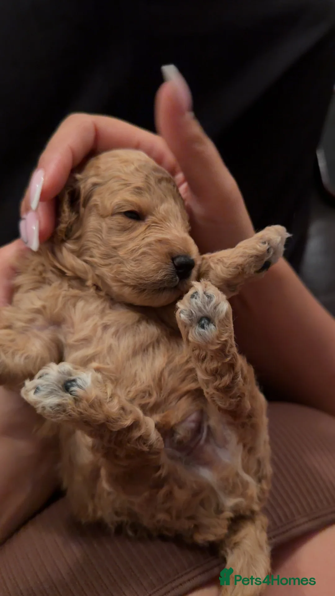 Toy Poodle dogs for sale: STUNNING TOY POODLE in Northampton - Advert 1