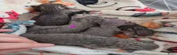 Devon Rex cats for sale: 💛 Beautiful Devon Rex Kittens 💛 - Advert 5