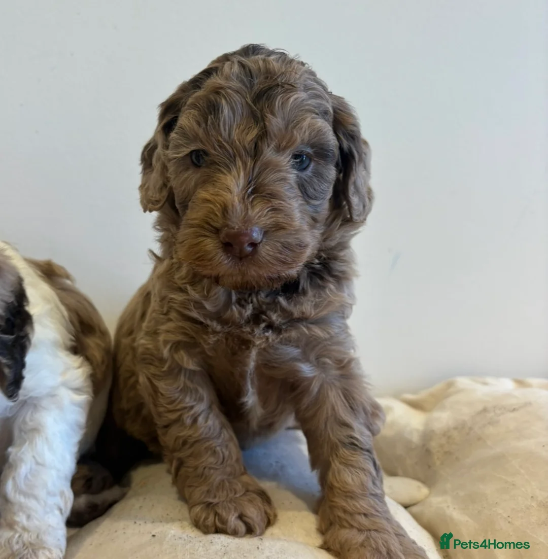 Cockapoo dogs for sale: Beautiful cockapoo puppy’s - Advert 2