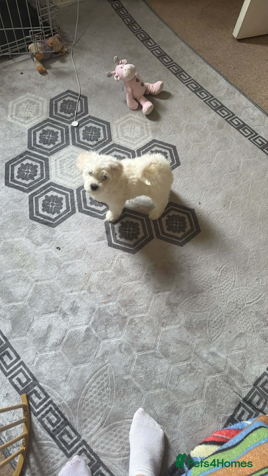 Bichon Frise dogs 3 beautifuls puppy Bichon Maltese- 1 boy available - Advert 5