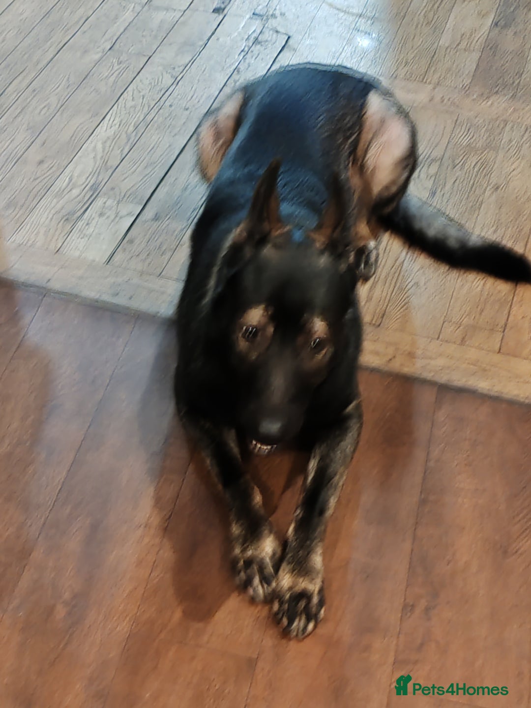 German Shepherd dogs for stud: KENSESQUI SIMBA (Simba) - Advert 25