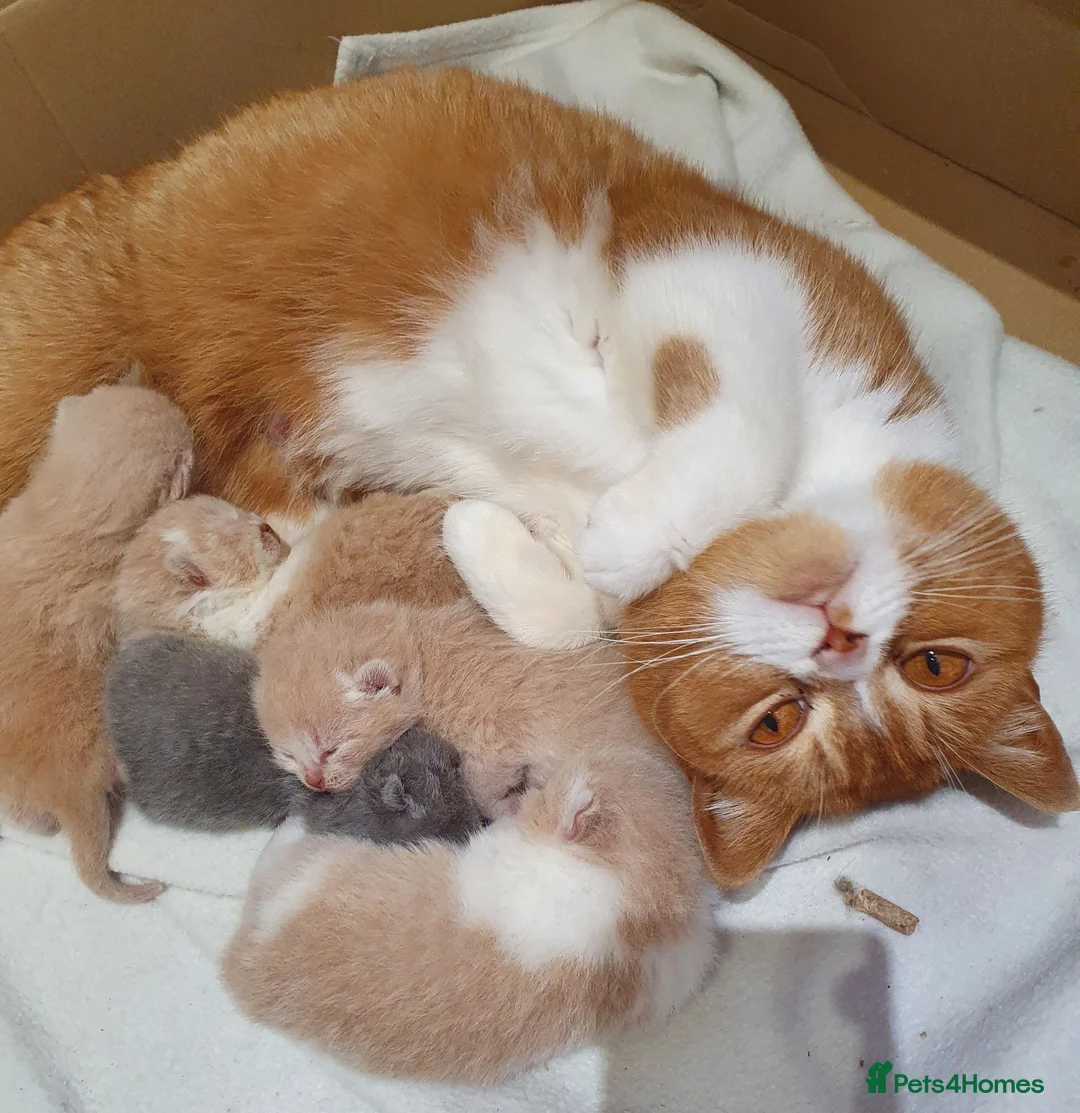 British Shorthair cats for sale: Gorgeous British shorthair kittens and 1 longhair  - Advert 2