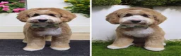 Australian Labradoodle dogs for sale: Outstanding 5 🌟🌟 Australian labradoodle litter  - Advert 4
