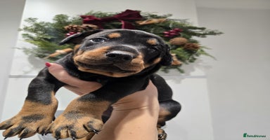 Dobermann dogs 🥇European Champion Line Dobermann puppies 🐶 🏆  - Advert 2