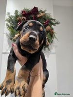 Dobermann dogs 🥇European Champion Line Dobermann puppies 🐶 🏆 - Advert 2