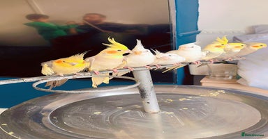 Cockatiels birds - Advert 12
