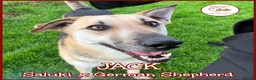 Mixed Breed dogs for adoption: JACK - FOR ADOPTION IN CORNWALL OR DEVON - Advert 1