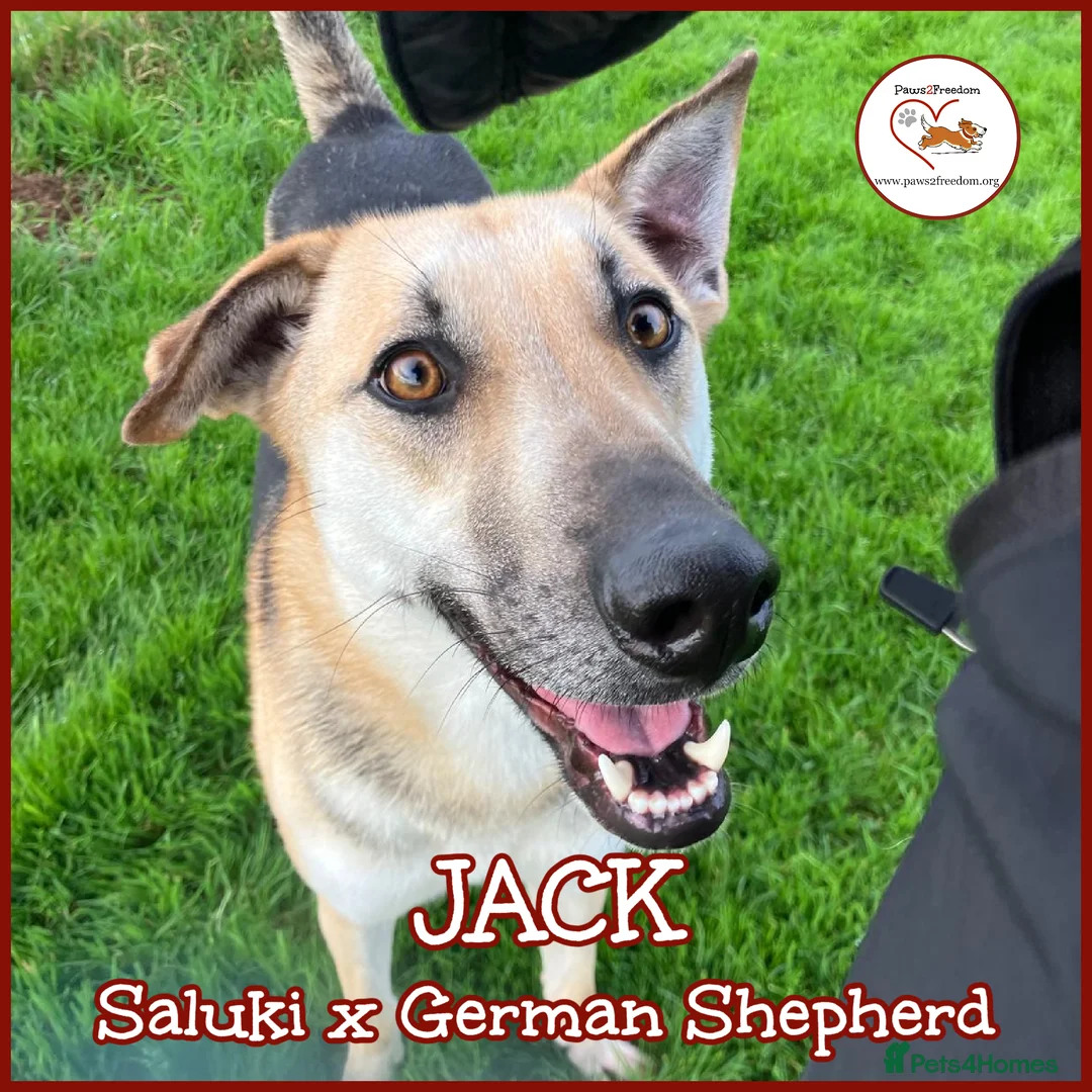 Mixed Breed dogs for adoption: JACK - FOR ADOPTION IN CORNWALL OR DEVON - Advert 1
