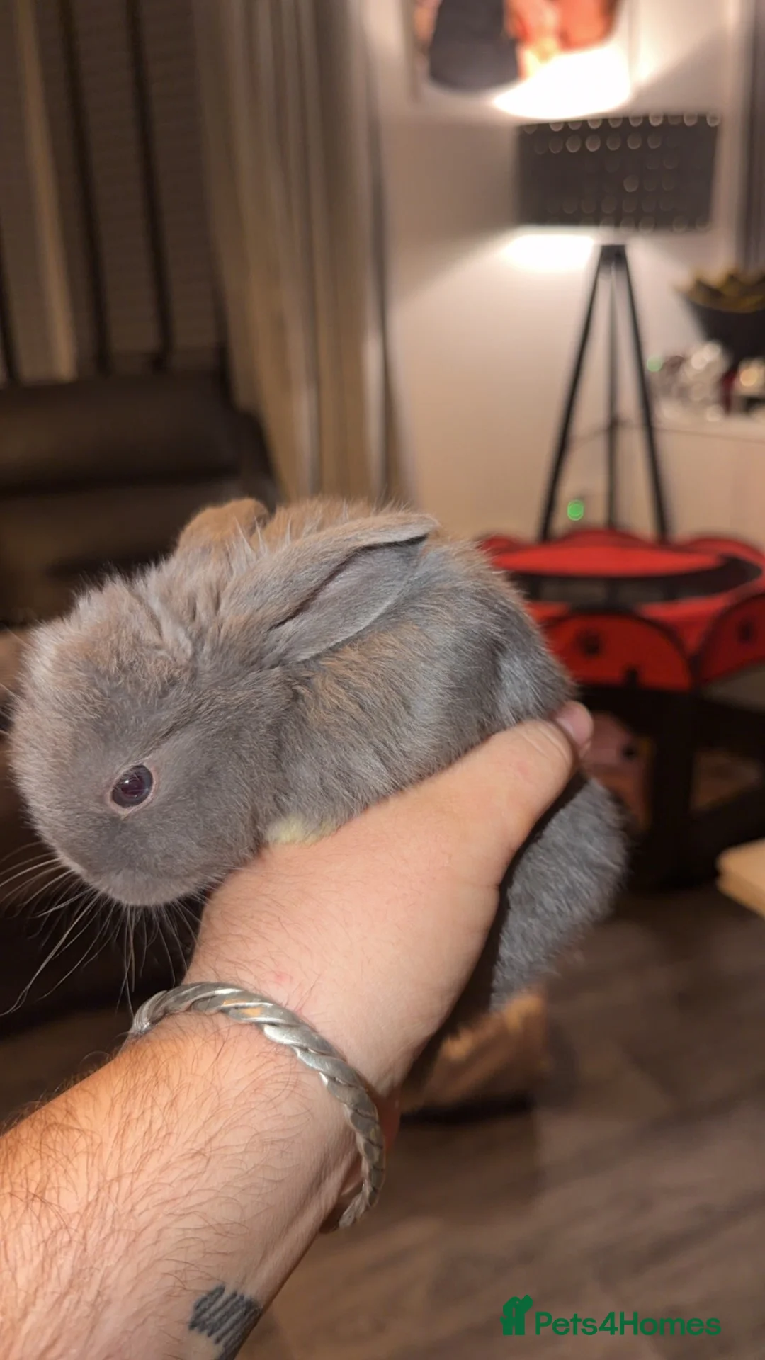 Mini Lop rabbits for sale: 🐇Mini lop baby🐇 1 Available!! Ready now!! - Advert 1
