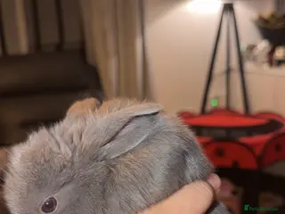 Mini Lop rabbits 🐇Mini lop baby🐇 1 Available!! Ready now!! - Advert 1