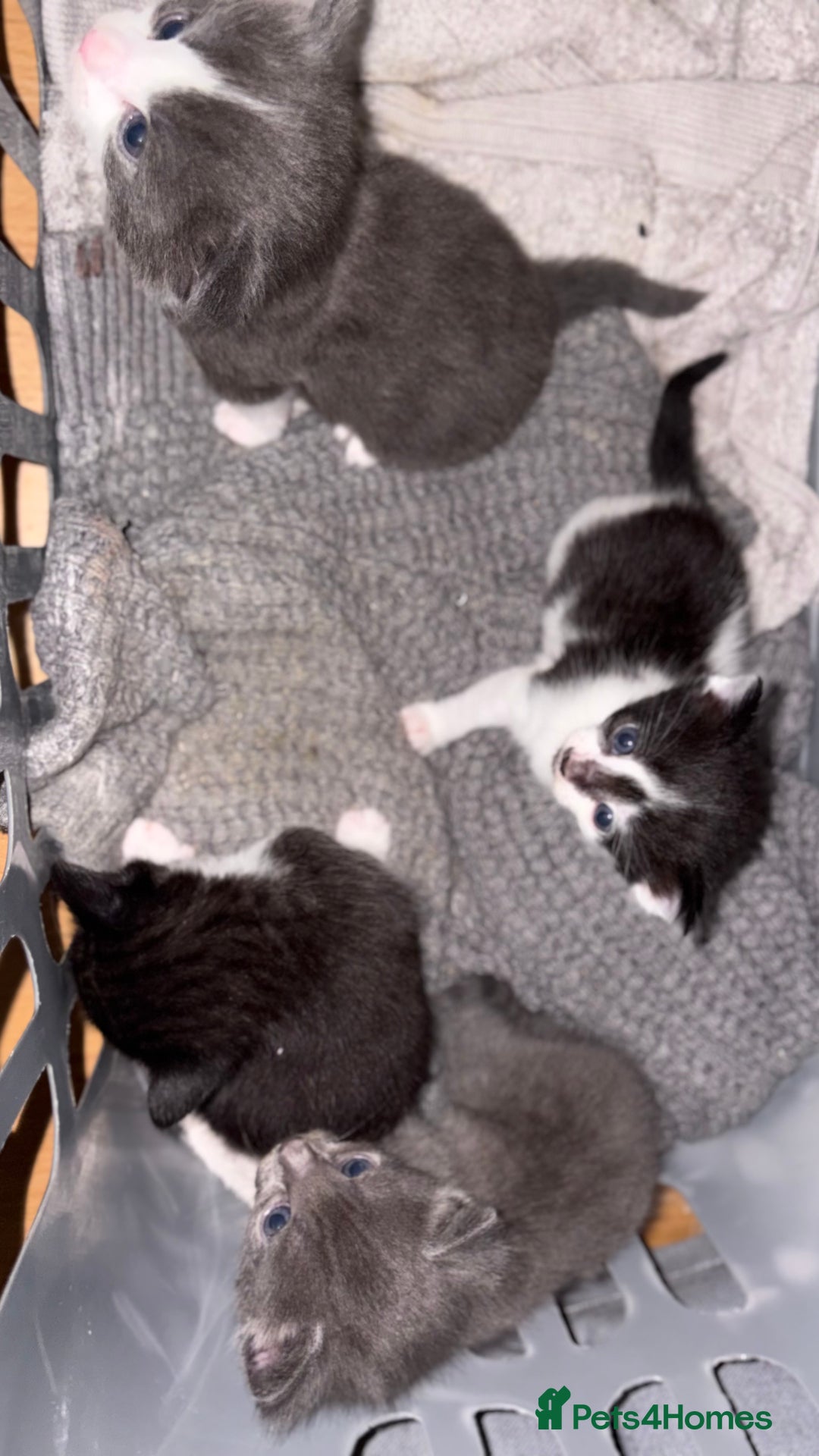 British Shorthair cats for sale: 4 kittens looking for their forever homes  - Image 4