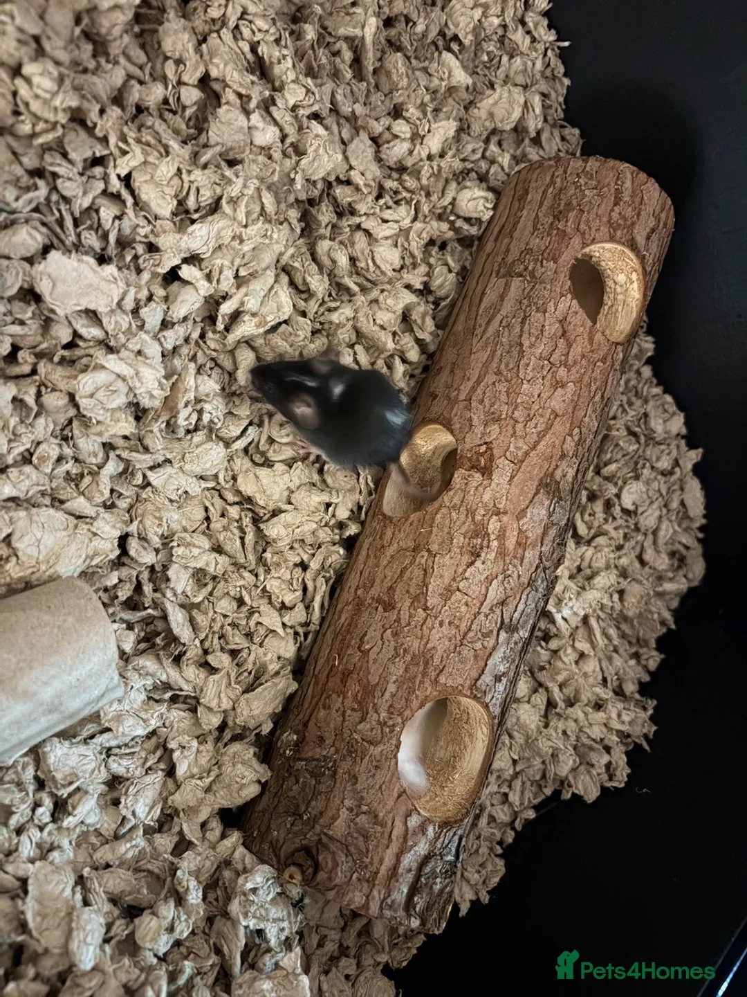 Mouse rodents for sale: fancy mice in Willenhall - Advert 2