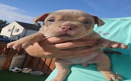 American Bully dogs for sale: Pocket Bully puppies - Image 3