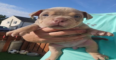 American Bully dogs - Advert 3