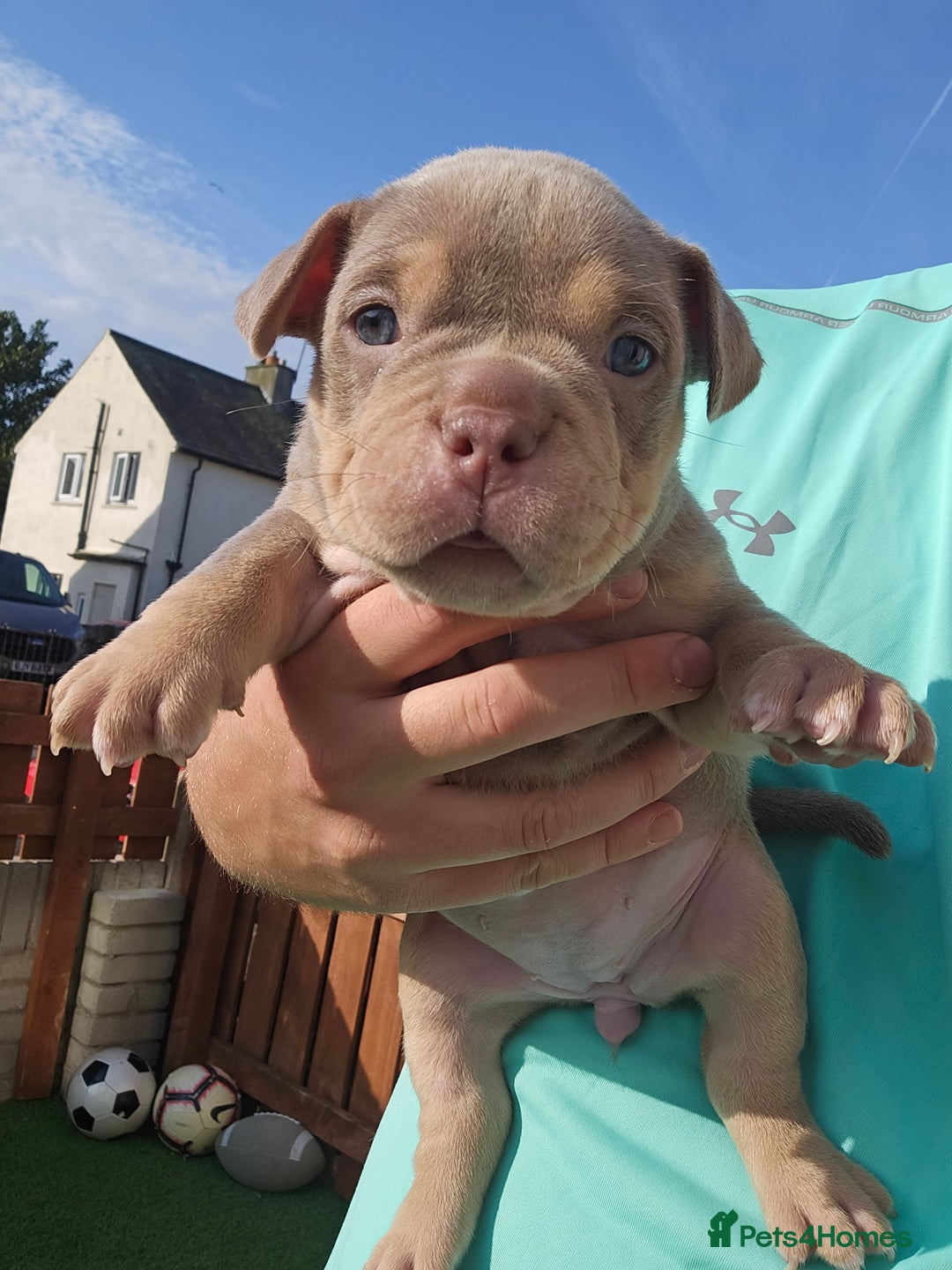 American Bully dogs for sale: Pocket Bully puppies - Image 3