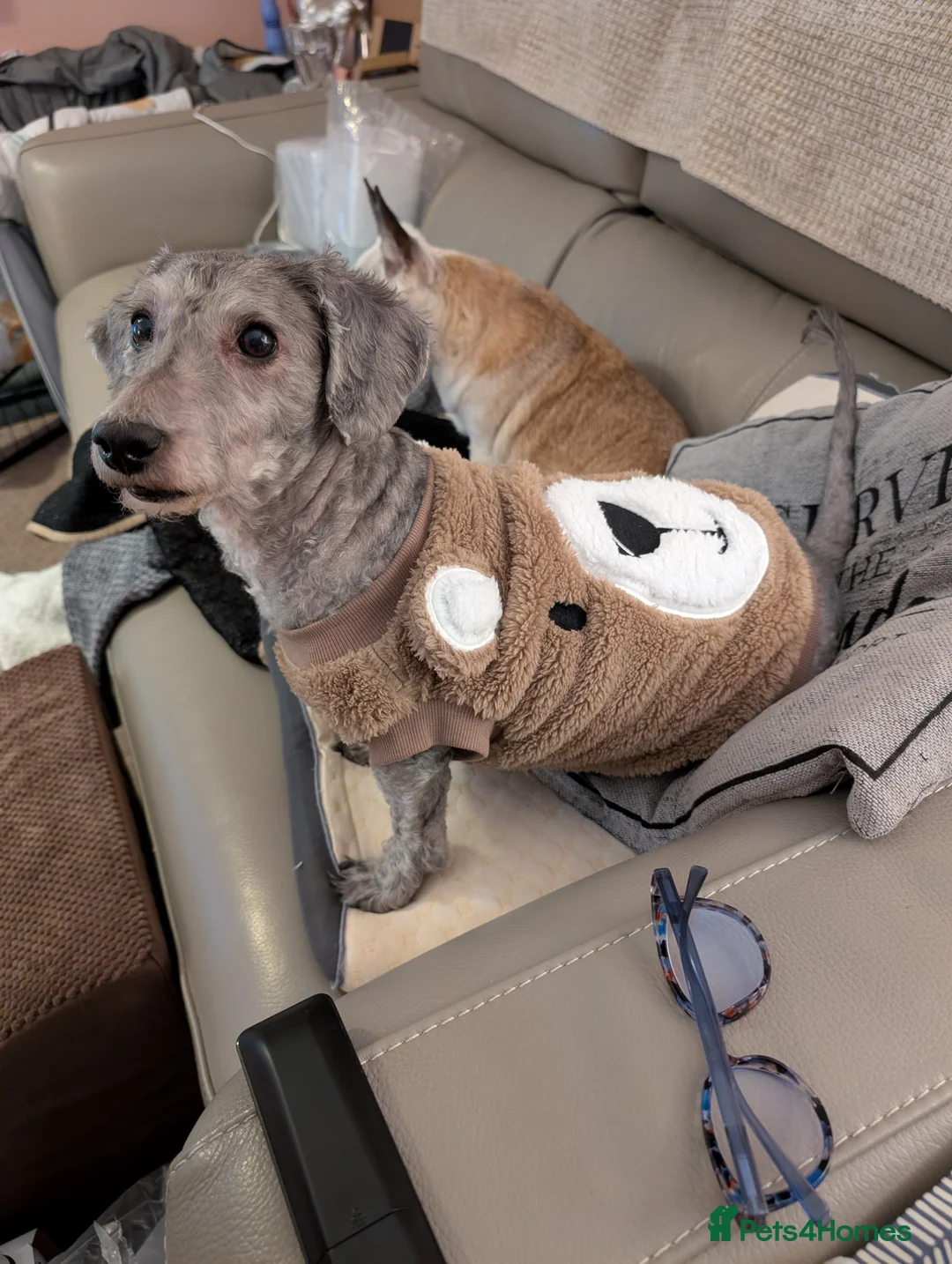 Toy Poodle dogs for sale: Mature Toy Poodle - Advert 5