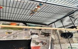 Budgerigars birds for sale: Budgies for sale  - Image 3