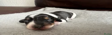 Dachshund Puppy 5