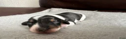Dachshund dogs for sale: 5 Dachshund Puppies  - Advert 11