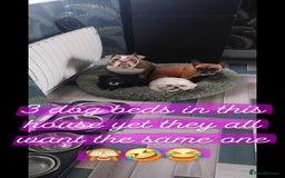 English Bulldog dogs for sale: English bulldog - Image 15