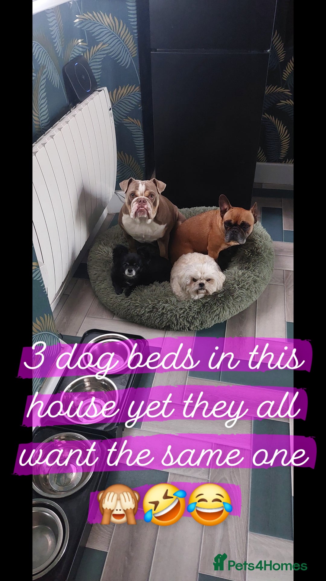 English Bulldog dogs for sale: English bulldog - Image 15