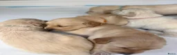 Golden Retriever dogs for sale: Golden Retriever Puppies  - Advert 7