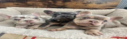 French Bulldog dogs for sale: New Shade Isabella Merle and Tan! - Advert 3