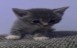 Domestic Shorthair cats for sale: Blue/Brown/Black Tabbies (DSH) - Image 11