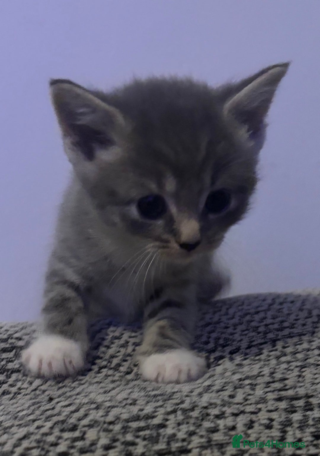 Domestic Shorthair cats for sale: Blue/Brown/Black Tabbies (DSH) - Image 11